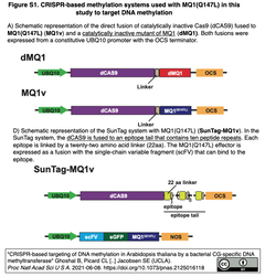 CRISPR-based methylation