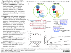 Packaging sgRNA in LVLPs
