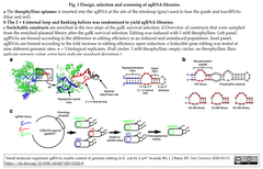 Cas9によるE. coliゲノム編集の制御を、低分子で誘導可能なsgRNAsのセレクション法開発を介して、実現