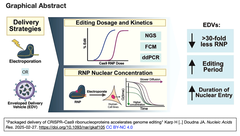 Packaged delivery of CRISPR–Cas9 GA