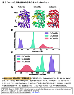 CRISPR–Cas12a REC2–NUC ５日