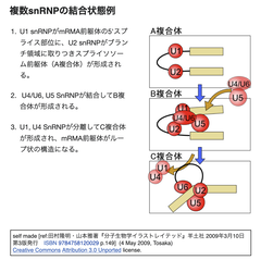 複数snRNPの結合状態例