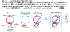 DNAに対するコヒーシン（cohesin）リングの開閉装置は二重扉