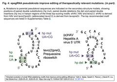 Directed evolution of 4-e