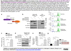 CRISPRメモ_2018/05/16 - 1 (特許公開８件)