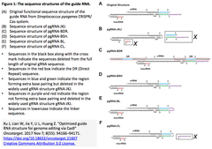 Optimized guide RNA structure for genome editing via Cas9 1