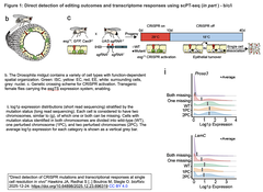 CRISPR変異と転写応答をin vivoで単一細胞解像度で直接検出するscPT-seq