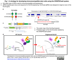 Immunocompatibility