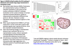 Live-cell CRISPR imaging ２