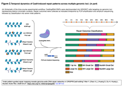 %22Indel pattern-guided repair mapping  Figure 2