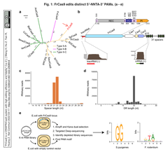 [20251020更新] SpCas9と同等の活性を示す新たなエフェクターFrCas9を発見 - 構造・機能の解析