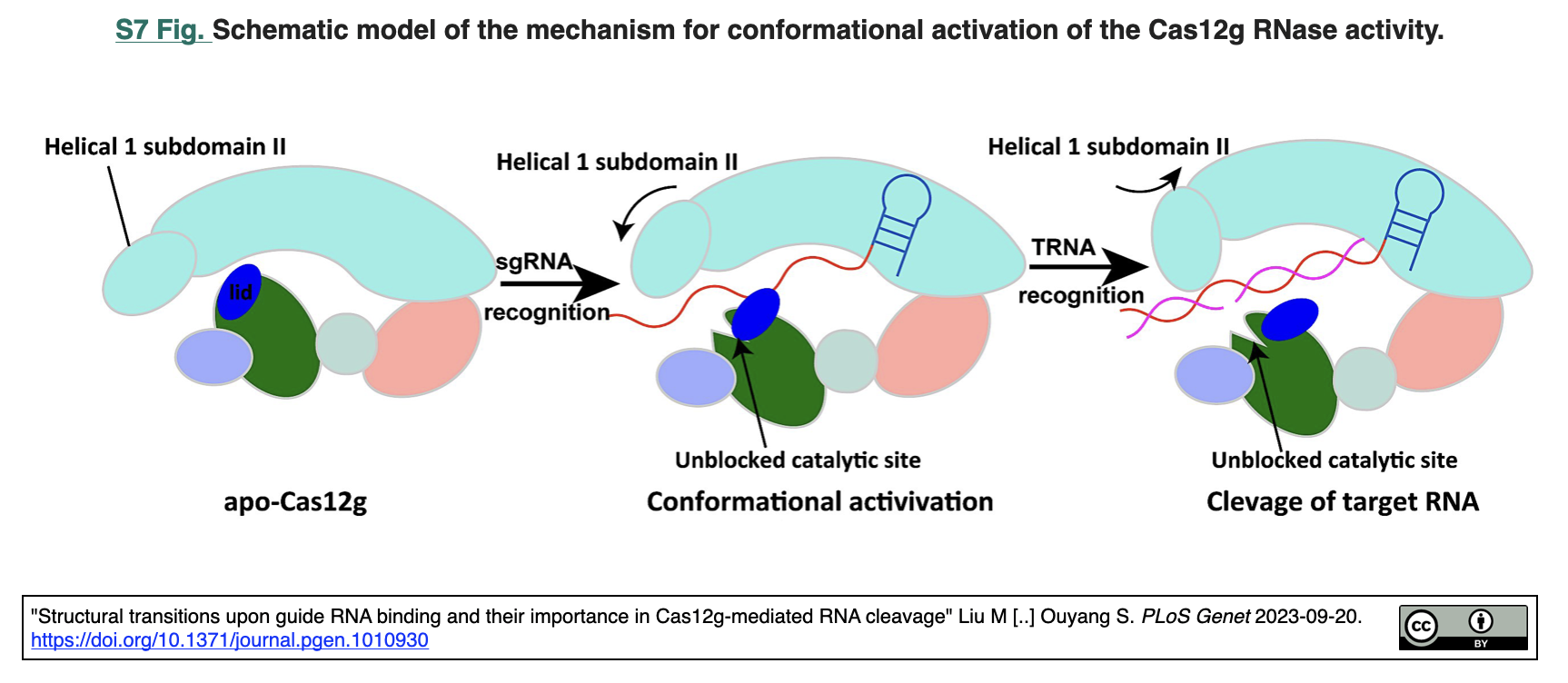 Cas12gのガイドRNA結合に伴う構造変化と、RNA切断におけるその意味 : crisp_bio