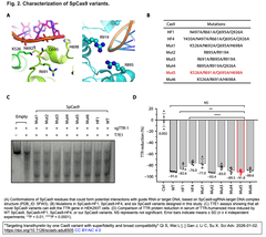 トランスサイレチン型アミロイドーシスのCRISPR-Cas9による治療可能性を高めるCas9バリアントを創出