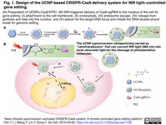 A remote-controlled gene editing platform