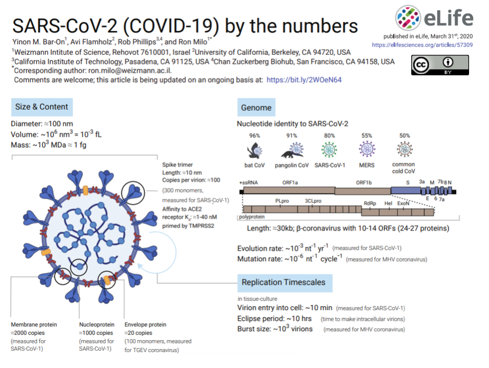 SARS cov 2 Covid 19. Коронавирус SARS-cov-2. SARS-cov-2 размер вируса. SARS cov 2 размер. Sars cov 2 ответы на тест