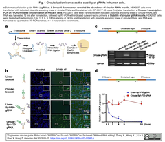 ガイドRNAを環状にするとCas12a/Cas13dをベースとするDNA/RNAの編集効率が向上する