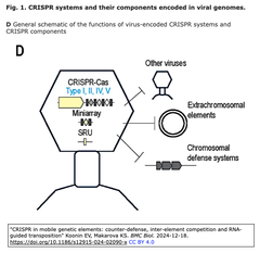 [総説] 可動遺伝因子におけるCRISPR：カウンター・ディフェンス, 要素間競合およびRNA誘導転位