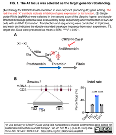 脂質ナノ粒子を介したCRISPR-Cas9の生体内デリバリーにより，持続的な血友病A・B治療に向けたアンチトロンビン遺伝子編集を実現