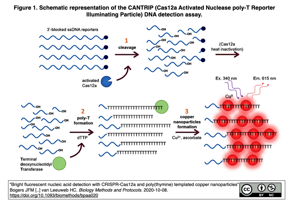 新たなcrispr Cas12aバイオセンサーを 銅ナノ粒子からの蛍光を読み出しとして 作出 Crisp Bio