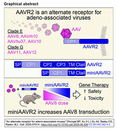 AAVR2