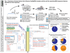 ゲノムコンテクストに依存するCas9/gRNAの探索時間が，配列に依存するgRNAの活性を支える