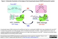 CRISPR photoswitch