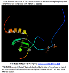 [PDIS]ヘテロクロマチンタンパク質HP1αとヒストンH3は、ひも状天然変性領域の絡み合いでより強固に結合する