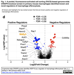 [20221225更新] ゲノムワイドCRISPRスクリーンにより，マクロファージによるエフェロサイトーシスの新規制御因子を同定