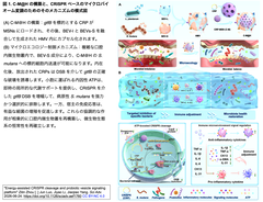 [20260811更新] Cas9のコンフォメーション変化を駆動：ATP共積載小胞（BEV-L）によるエネルギーアシストCRISPRゲノム編集