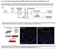 RNA delivery Fig. 1