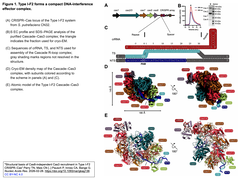 Atructural basis of Cas8  Fig. 1