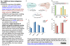 CRISPRメモ_2017/11/25（Cas9&Cpf1併用fgRNA, HDR編集精密化、有糸分裂後神経細胞編集）