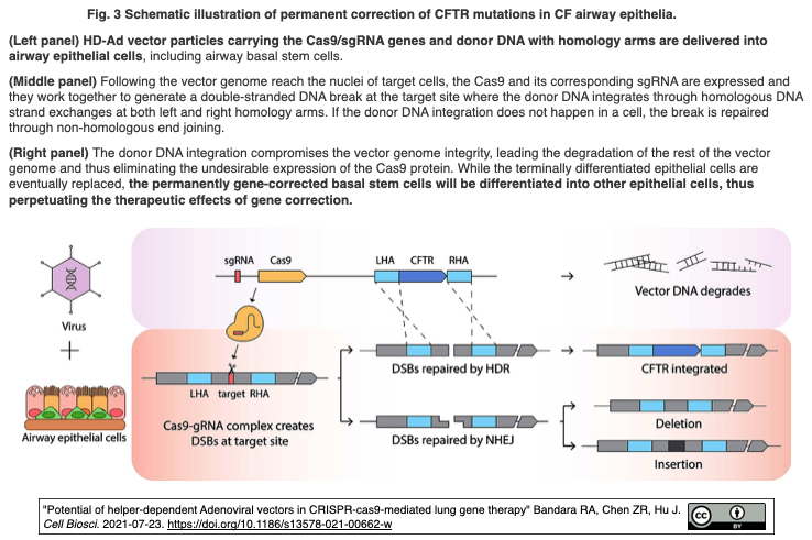 レビュー Crispr Cas9を介した肺疾患遺伝子治療におけるヘルパー依存性アデノウイルスベクターの可能性 Crisp Bio