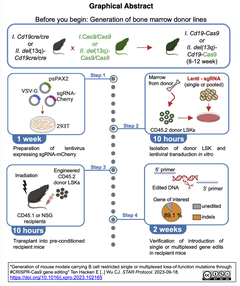[プロトコル] CRISPR-Cas9遺伝子編集によるB細胞制限単一または多重機能喪失変異マウスモデルの作製