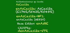 CRISPR-Cas12aの拡張、東西で続く - enAsCas12a