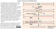 The process of the HDR pathway