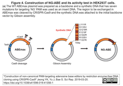 DNA cloning 2