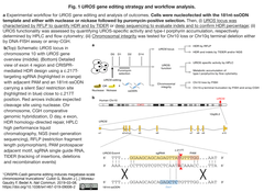 スクリーンショット 2019-03-10 11.30.34