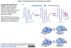 CRISPR/Cas9システムの活性を、ガイドRNAのスキャフォールドを低分子によりヘアピン構造とグアニン４重鎖 (G4)構造を切り替えることで制御可能に
