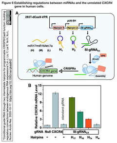 RNAをベースとするスイッチでgRNA-Cas9の活性を制御する