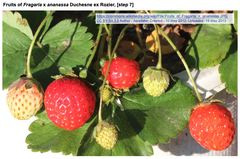 FaLRRop26遺伝子がイチゴを炭疽病菌（Colletotrichum siamense）から守る