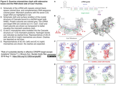 [20200730更新] CRISPRメモ_2018/08/14 (4件)