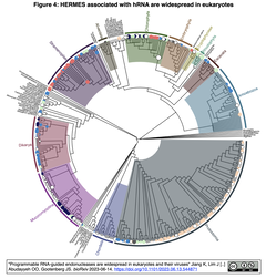 [20230929更新] 真核生物とウイルスにも, 原核生物のCRISPR-Cas様エンドヌクレアーゼが存在する