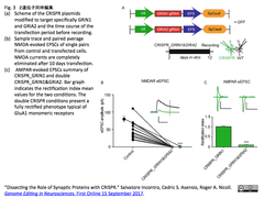 Synaptic Proteins 3