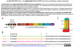 新型コロナウイルス: タイプIII-A CRISPRシステムによる検出