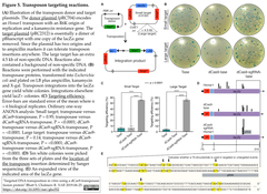 Transposon targeting reactions