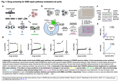 Drug screening for DSB repair pathway modulators