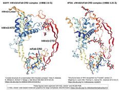 ヒトWnt-マウスFlizzled複合体のX線結晶構造解析から、Wnt-Fz-LPR三者複合体形成のモデリングへ