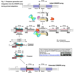 大腸菌I-E型CRISPR-Casシステムにおける宿主ヌクレアーゼによるプライム型アダプテーションのためのプレスペーサーの生成