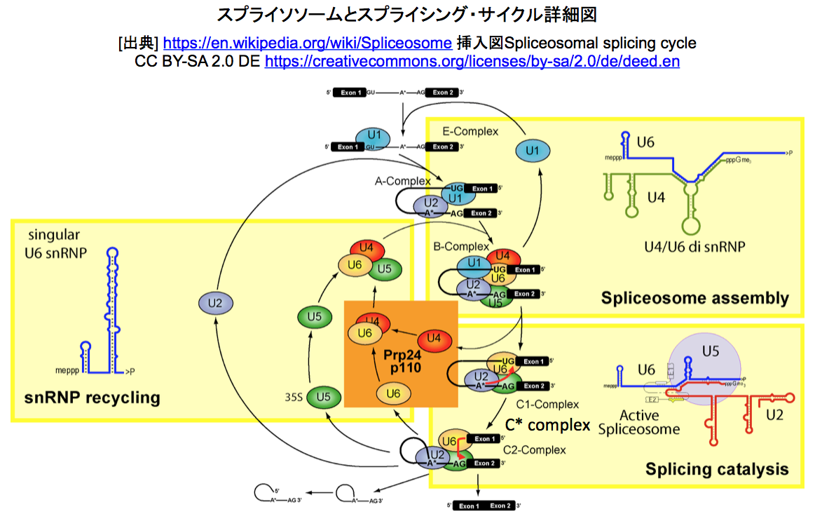 crisp_bio
	  クライオ電顕技術の進歩が加速するスプライソソーム構造解析
	コメント